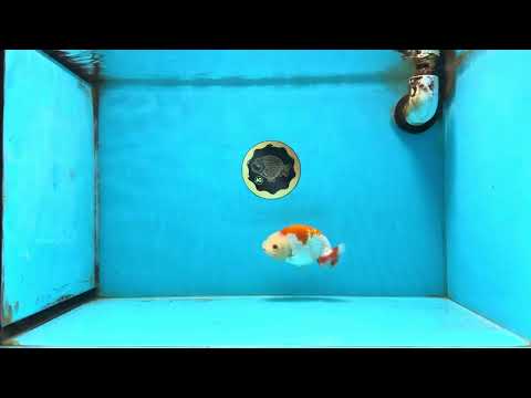 A Grade Red White LionKing 4 inches #112825LC_11