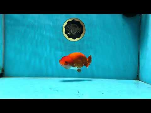 A Grade Red White LionQueen 4-4.5 inches #053025LC_06