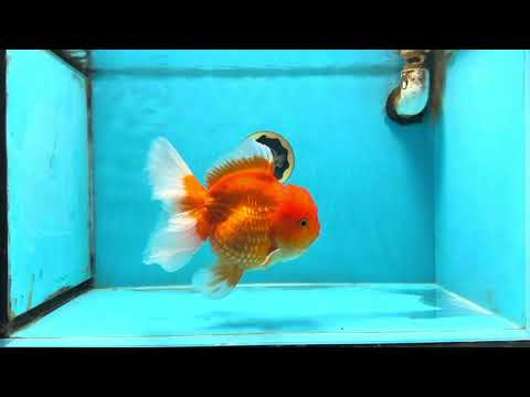 SUPER CUTE A Grade Red White Oranda Female 6.5 inches #110725OR_01