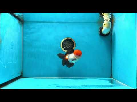 A Grade Tricolor Oranda Male 4.5 inches #060625OR_25