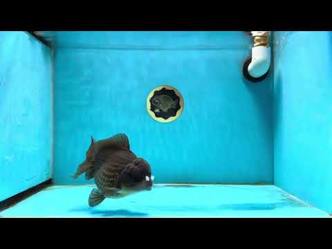 A Grade Midnight PomPom Black Yuanbao Male 5 inches #011025YB_13