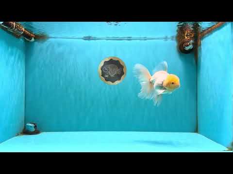 A Grade White Oranda Male 5.5-6 inches #100926OR_18