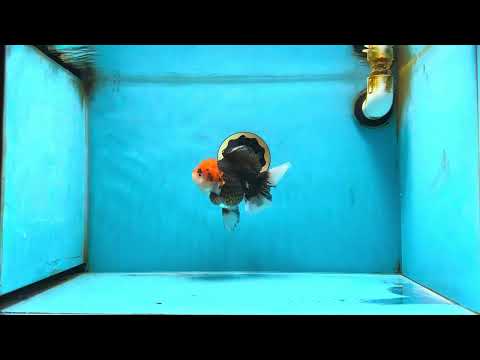 A Grade Tricolor Oranda Female 5-5.5 inches #080825OR_12