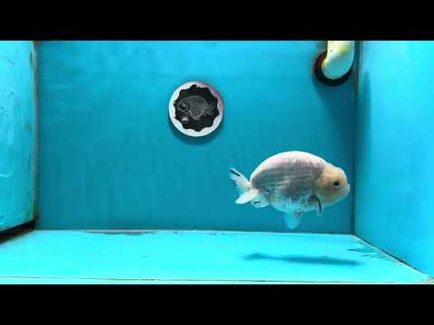 A Grade Snow White Sakura LionQueen 4.5-5 inches #112224LC_05