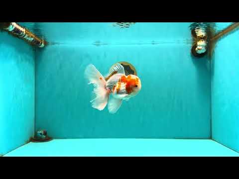 A  Grade Kohaku Red White Oranda Male 5.5-6 inches #082126OR_06