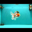 A  Grade Kohaku Red White Oranda Male 5.5-6 inches #082126OR_06