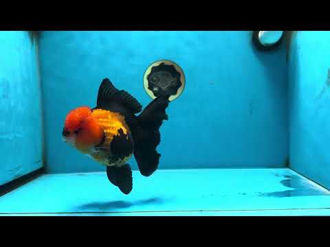 AAA Grade Apache Oranda Female 5.5-6 inches #080825OR_09