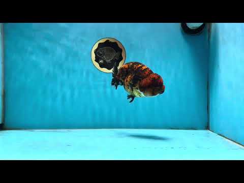 A Grade Tiger LionKing 4.5-5 inches #071125LC_03