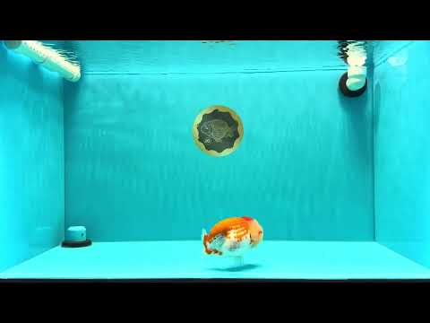 FLUFFY WEN AAA Grade Red White LionQueen 4-4.5 inches #022026LC_14