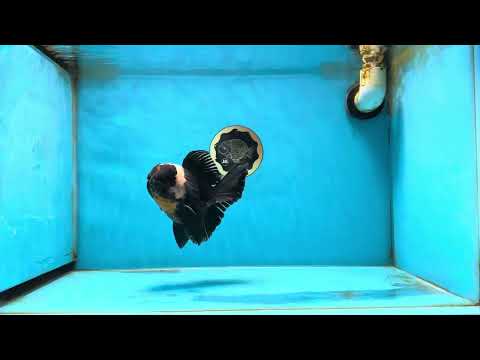 AAA Grade Tricolor Oranda Male 5 inches #050925OR_39