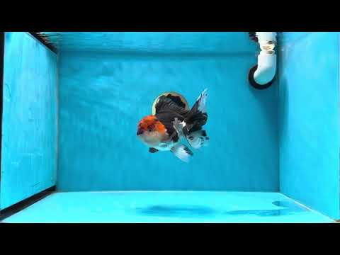 AAA Grade Mustache Tricolor Oranda Male 5.5 inches #020725OR_33