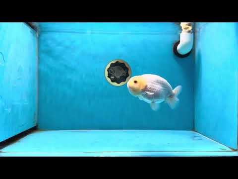 A Grade White Lemonhead LionKing 4.5 inches #022825LC_18