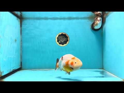 Sakura Chinese Ranchu Female 5 inches #120525RC_08