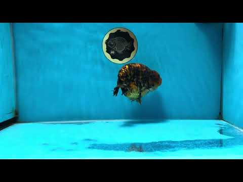 AAA Grade Tiger LionKing 5 inches #052325LC_18