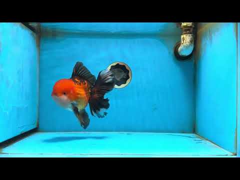 AAA Grade Apache Oranda Male 6.5 inches  #082225OR_09