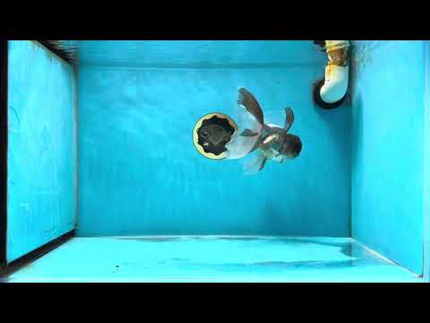 Fluffy Fins and Tail Panda Oranda Male 5.5 inches #032825OR_04