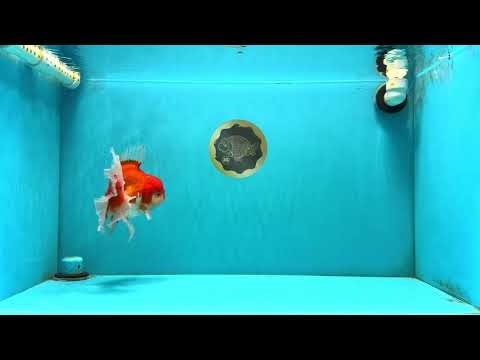 JUMBO AAA Grade Red White Oranda Female 6.5 inches #032726OR_06