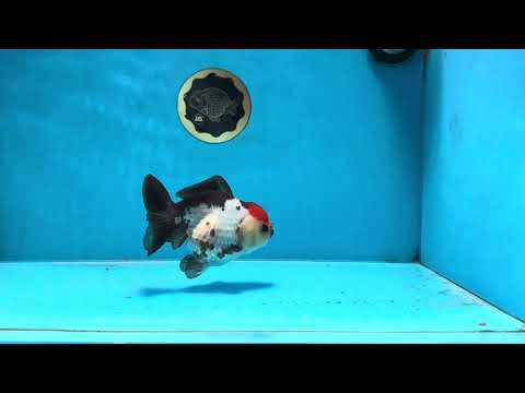 Pompom Tricolor Yuanbao Female 4.5 inches #072525YB_05