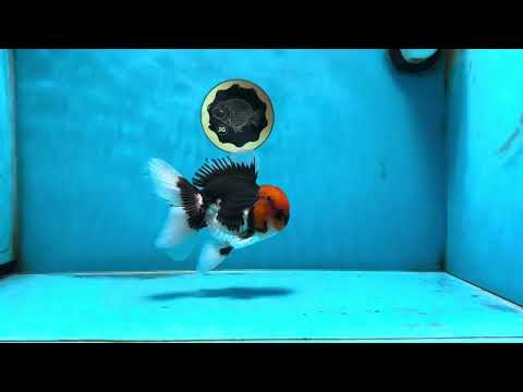 AAA Grade Tricolor Button Eyes Oranda Male 5 inches #080825OR_04