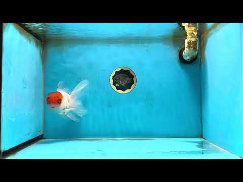 A Grade Tricolor Oranda Male 5.5 inches #062725OR_18