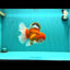 AAA Grade Super Red White Oranda Male 7.5-8 inches #061926OR_03