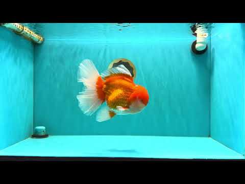 AAA Grade Super Red White Oranda Male 7.5-8 inches #061926OR_03