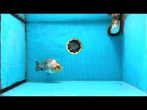 Cow Chinese Ranchu Female 5-5.5 inches #103125RC_08