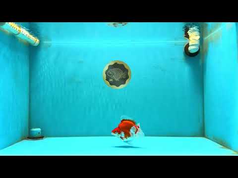 A Grade Red White Ryukin Male 4 inches #032726RK_27