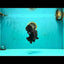 KING KONG AAA Grade Black Oranda Female 6.5-7 inches #100226OR_31