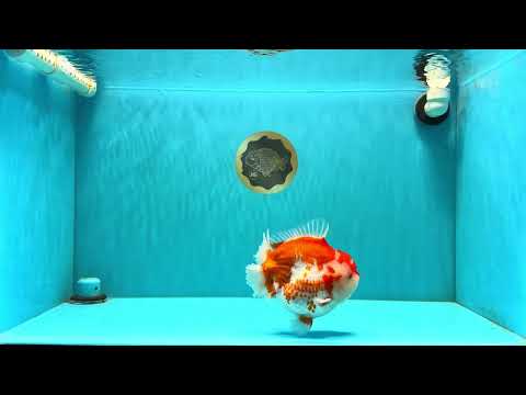 A Grade Red White Yuanbao Male 5.5-6 inches #032026YB_22