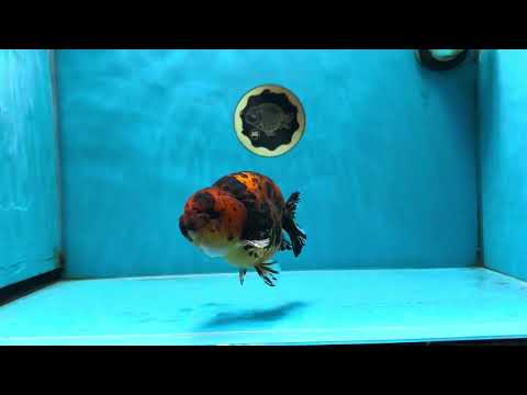 AAA Grade Tiger Female LionKing 5 inches #060625LC_06