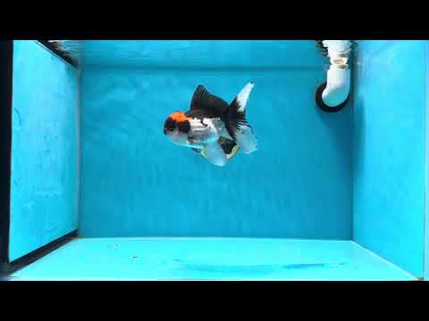 A Grade Color Pop Tricolor Oranda Male 4.5 inches #020725OR_25