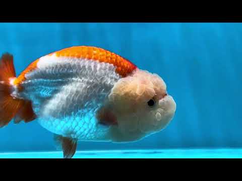 Marshmallow AAA Grade Red White LionKing 4 inches #042525LC_12