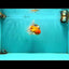 Red White Oranda Male 6 inches #082126OR_09