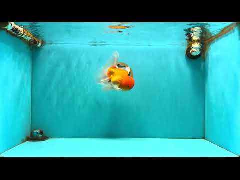 Red White Oranda Male 6 inches #082126OR_09