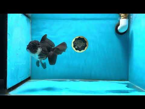 A Grade Chubby Panda Oranda Female 5.5 inches #011025OR_12