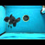 A Grade Chubby Panda Oranda Female 5.5 inches #011025OR_12