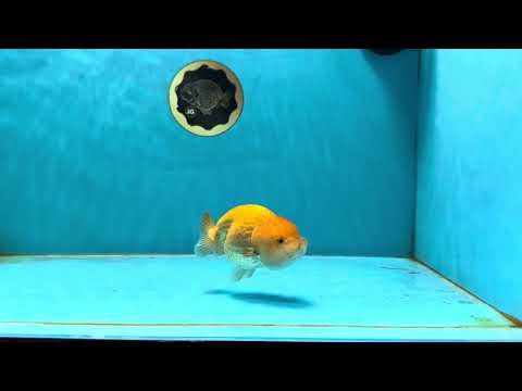 Cheese Lionchu Female 3.5 inches #032125LC_17