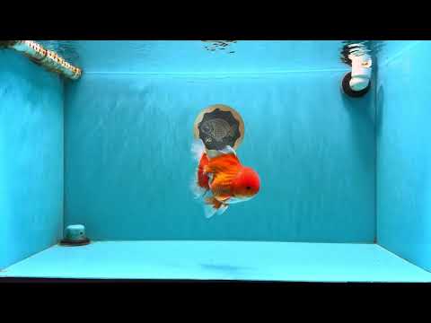 AAA Grade Red White Oranda Male 5-5.5 inches #062626OR_34