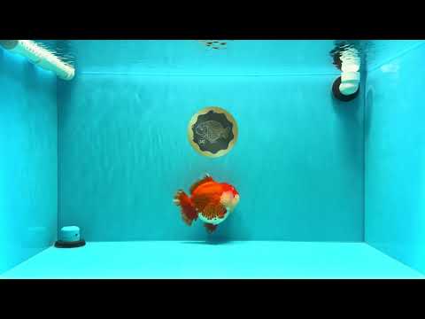 AAA Grade Godzilla Red White Yuanbao Female 5-5.5 inches #030626YB_12