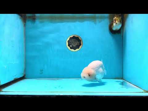 AAA Grade SNOW WHITE LionQueen 5.5-6 inches #090525LC_01