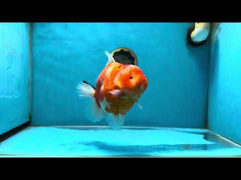 AAA Grade Godzilla Sakura Yuanbao Female 6 inches #050925YB_23