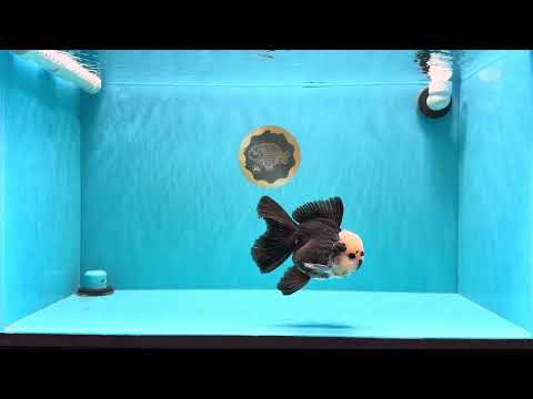 AAA Grade Panda Button Eyes Oranda Male 5.5 inches #031326OR_25