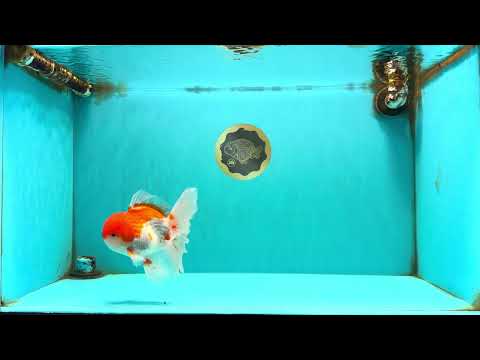A Grade Red White Oranda Male 5.5 inches #102326OR_17