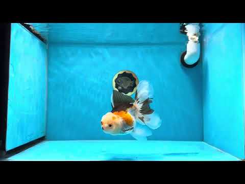 A Grade Button Nose Tricolor Oranda Female 5 inches #020725OR_19