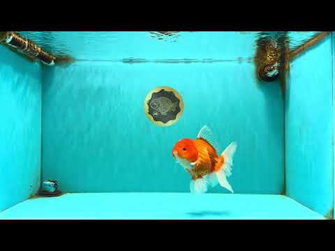 A Grade Red White Oranda Female 5.5-6 inches #101626OR_14