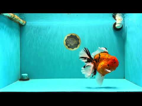 A Grade Super Big Body Tiger Oranda Male 6.5 inches #061926OR_04