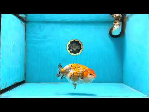 Tricolor Lionchu Female 5 inches #103125LC_16