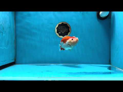 AAA Grade Super Cute Red White LionKing 4.5 inches #041825LC_05