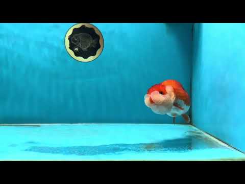 AAA Grade Peekaboo Red White LionQueen 4-4.5 inches #050925LC_15